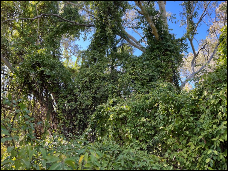  Rubber vine over growing native forest 